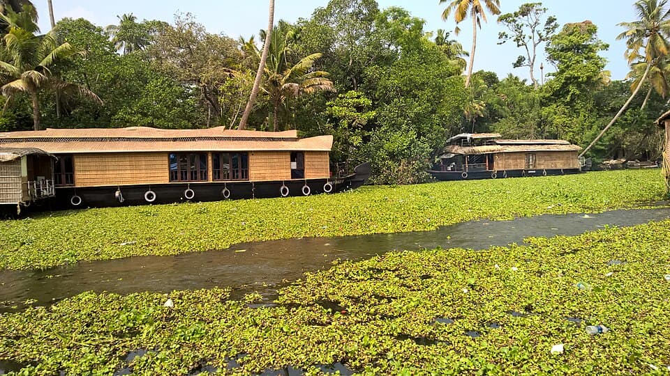 Traditional houseboats on Alleppey’s green backwaters beneath coconut palms.
